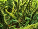 Un bosque cubierto de vegetación