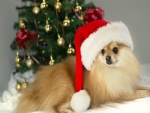 Un bonito perro junto al árbol de Navidad