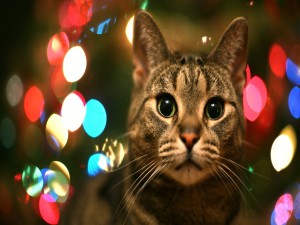 Luces navideñas tras el gato