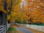 Carretera cubierta de hojas otoñales
