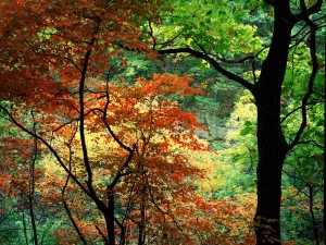 Bosque en otoño