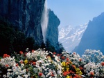 Flores junto a la cascada del Staubbach (Lauterbrunnen, Suiza)