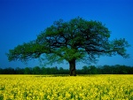 Árbol rodeado de flores amarillas