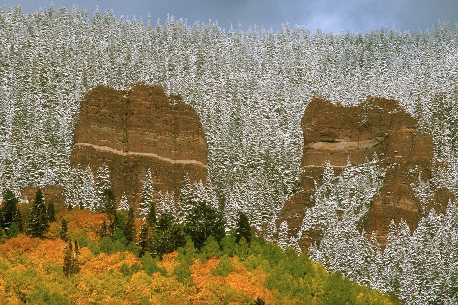 Pinos cubiertos de nieve en otoño