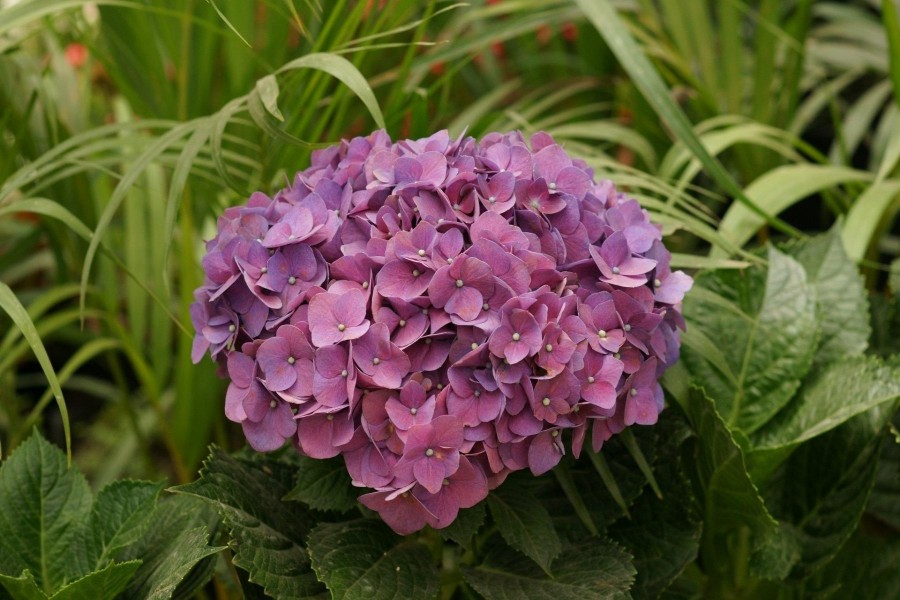 Hortensia de color rosa en un jardín