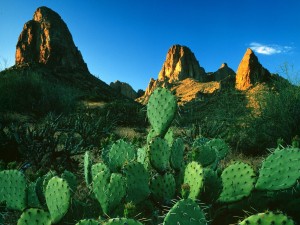Cactus junto a las rocas