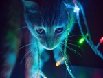 Gatito con luces de Navidad