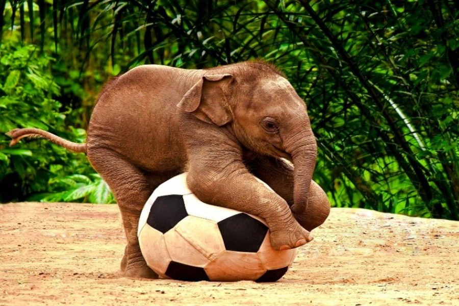 Elefante bebé divirtiéndose con una pelota