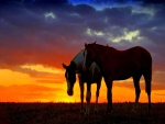 Encantadora pareja de caballos al atardecer