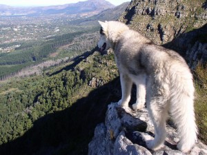 Lobo parado en la ladera de la montaña