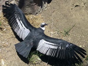 Cóndor Andino con las alas extendidas