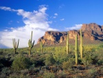 Cactus en el bosque nacional del Tonto (Arizona)