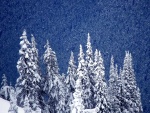 Nieve sobre los pinos