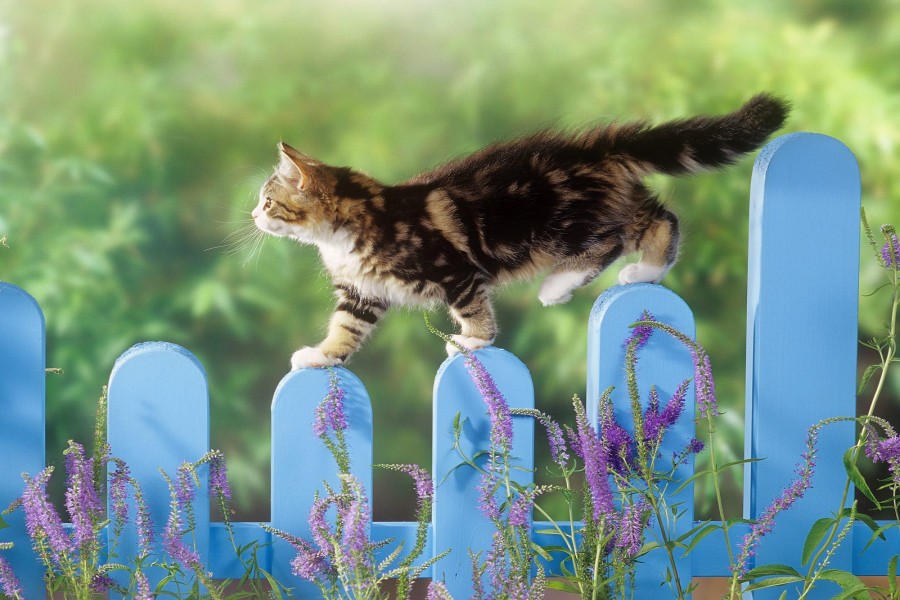 Gato caminando sobre una valla azul