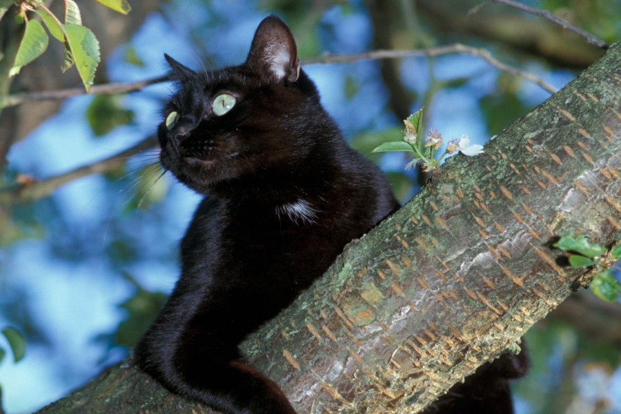 Gato negro sobre la rama de un árbol