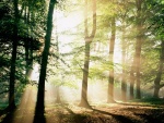 Rayos de sol entre los árboles del bosque