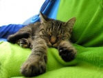 Gato dormido sobre una manta verde