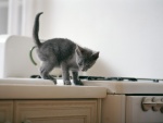 Gatito gris en una cocina