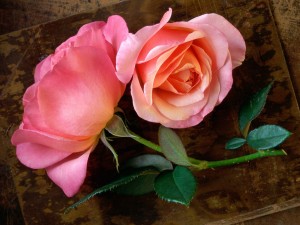 Dos rosas de color rosa