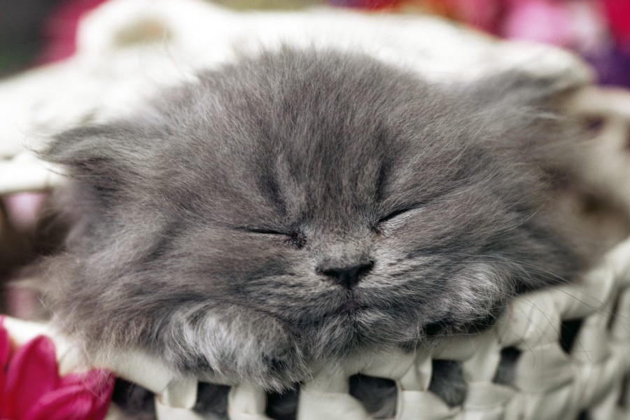 Un gatito gris dormido