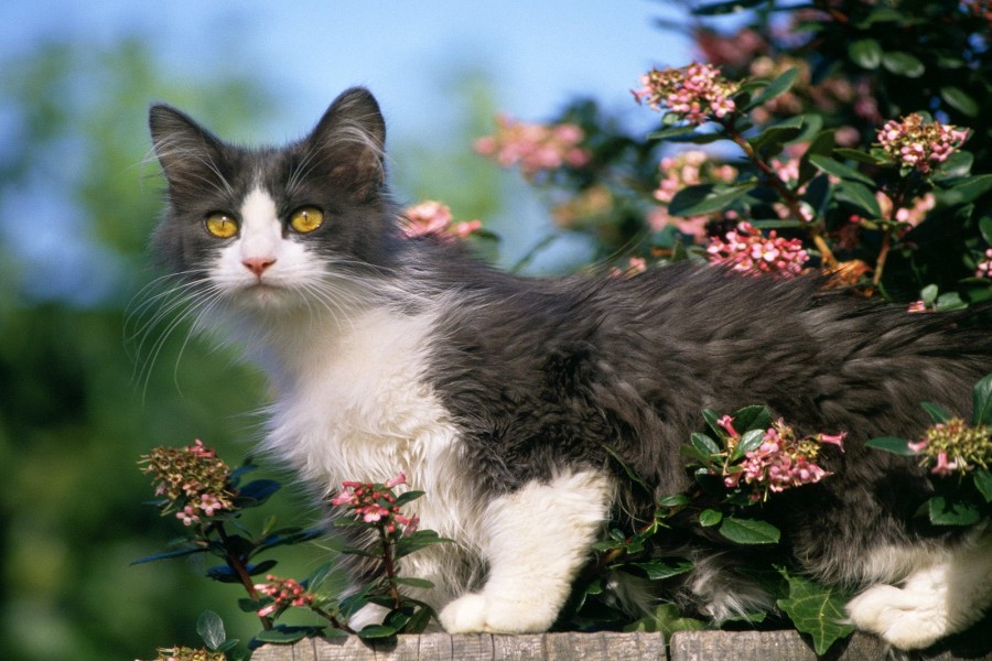 Gato entre las flores