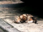 Gatito tumbado en la calle