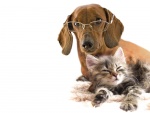 Perro con gafas junto a un gato