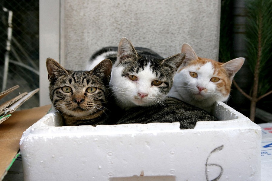 Tres gatos en una caja de corcho