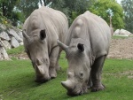 Rinocerontes comiendo hierba