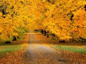 Camino en otoño