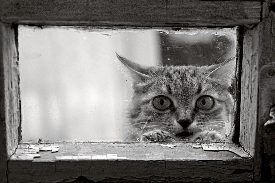 Gato asomado por una pequeña ventana