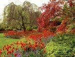 Tulipanes en un hermoso parque