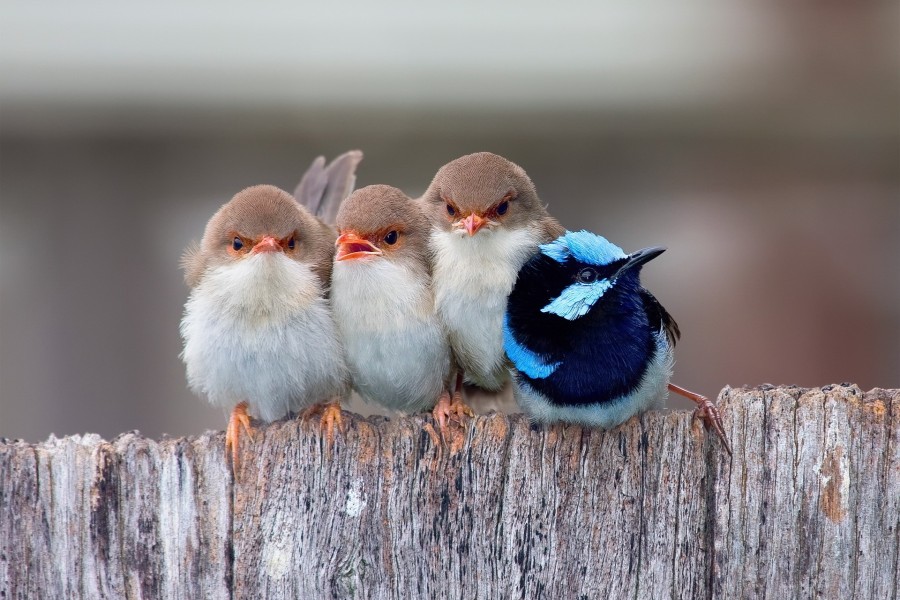 Aves paseriformes sobre una valla de madera