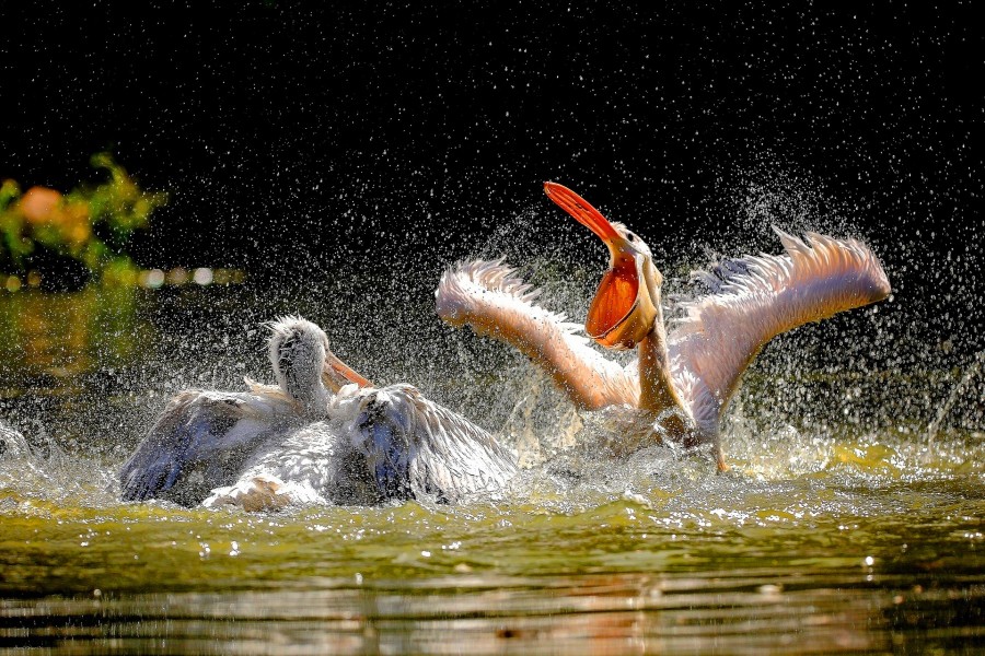 Pelícanos batiendo las alas en el agua