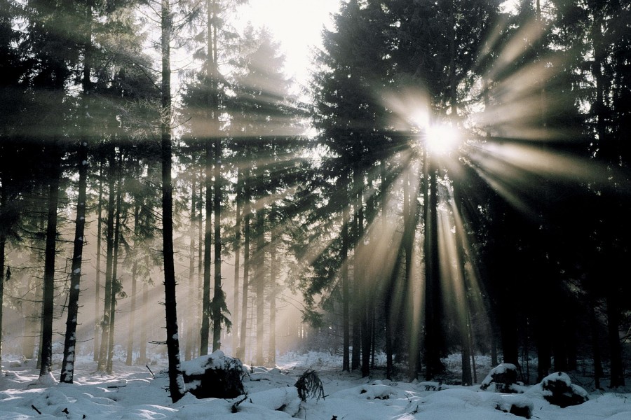 Sol brillando en un bosque nevado