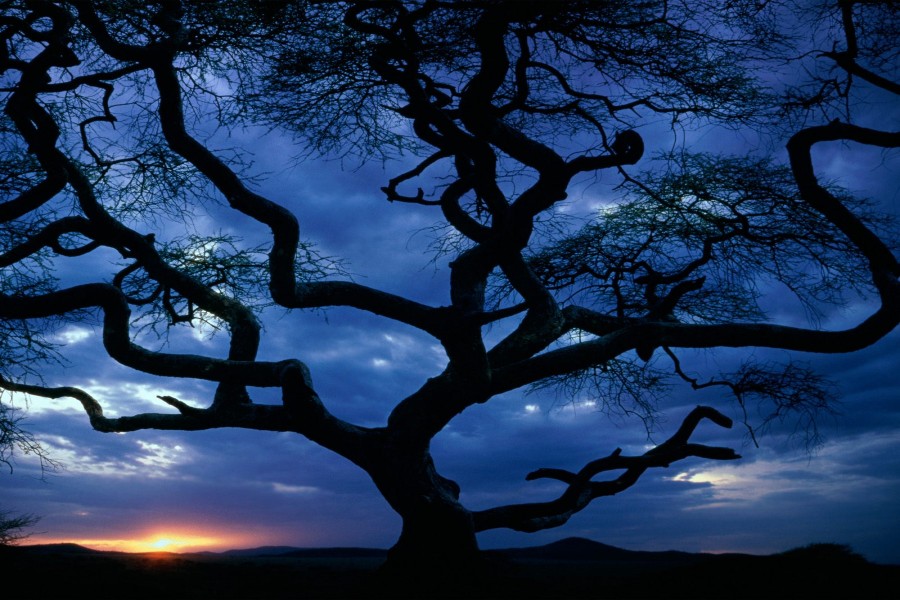Bonito árbol visto al amanecer