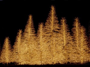 Bellos árboles iluminados en Navidad