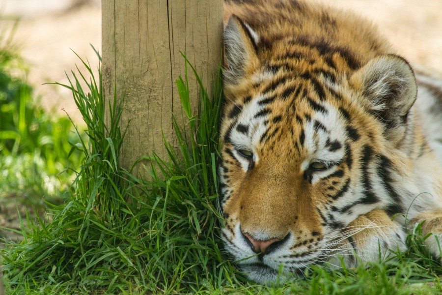 Tigre dormitando junto a un tronco de árbol