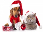 Perro y gato preparados para festejar la Navidad