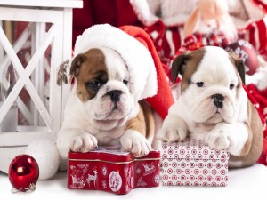 Perros bulldog junto a unas cajas de regalos navideños