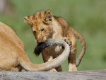 Cachorro de león jugando con la cola de su mamá