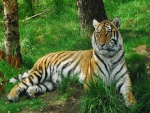Tigre sentado sobre la hierba verde