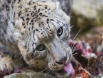 Leopardo de las nieves sacando la lengua
