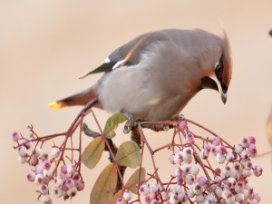 Pájaro en una rama con bayas