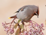 Pájaro en una rama con bayas
