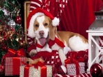 Perro junto a regalos y árbol de Navidad