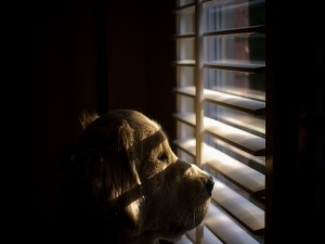 Un perro mirando por la ventana