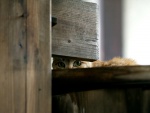 Gato observando entre la madera