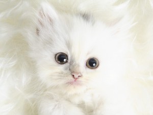 Un pequeño gato blanco