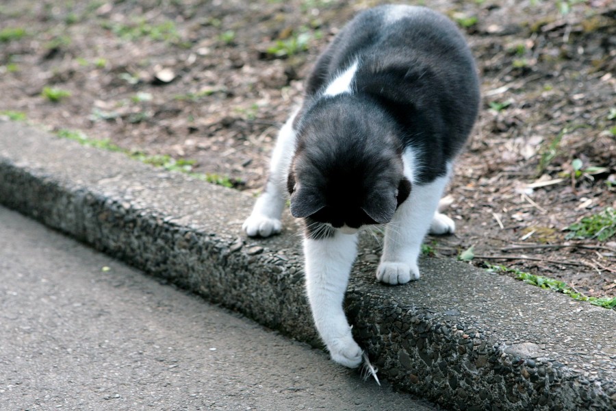 Gato cogiendo una pluma